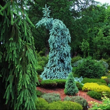 Picea pungens ‘Skyline’